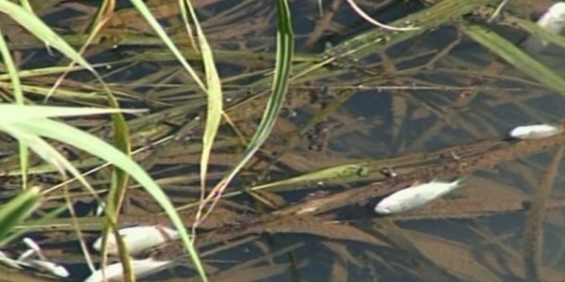 A gerência de fiscalização ambiental de Anápolis começou a investigar a morte dos peixes 