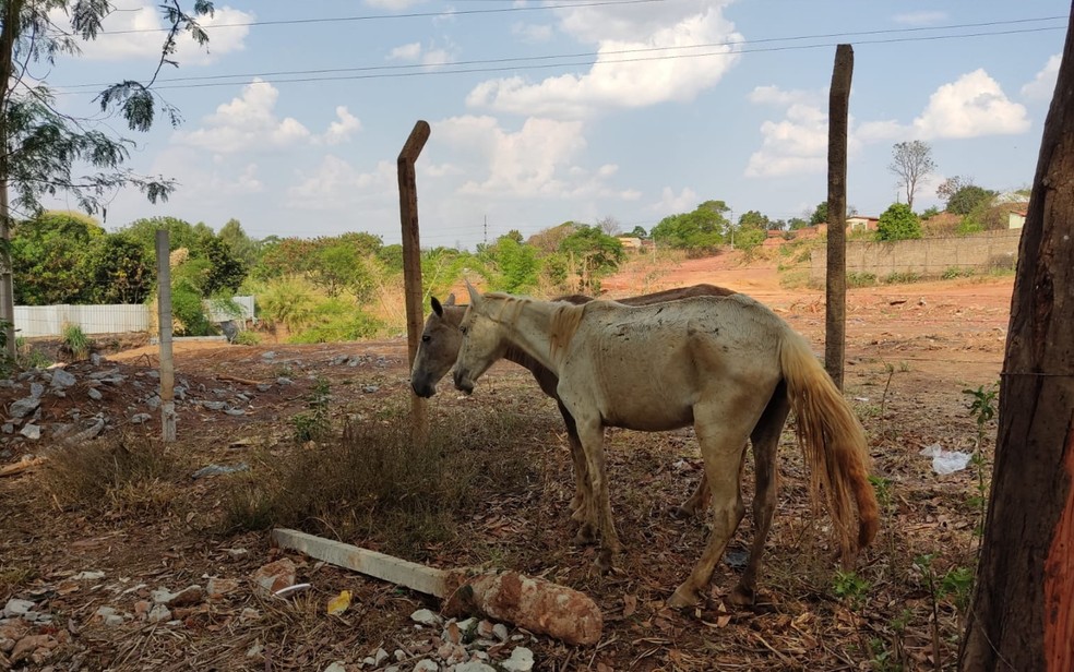 Fiscais resgataram 8 cavalos em abatedouro | Foto: Reprodução