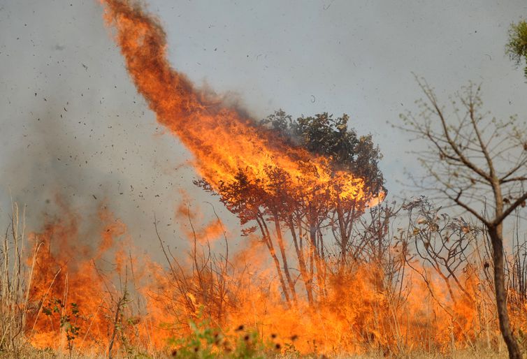 Atuação dos bombeiros se concentra em três parques e reservas no Estado há quase duas semanas | Foto: EBC