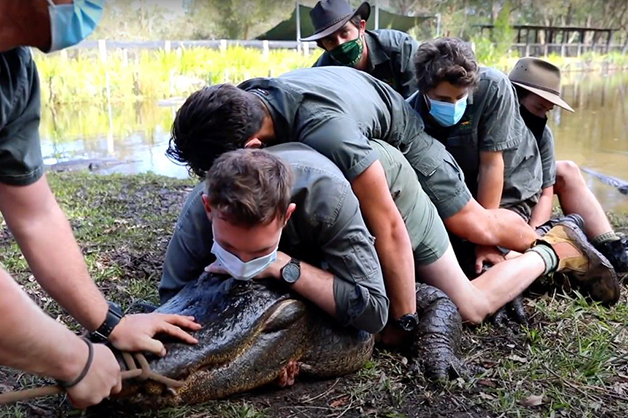 Para levá-lo até a jaula, 12 cuidadores tiveram que lutar contra o animal | Foto: Reprodução