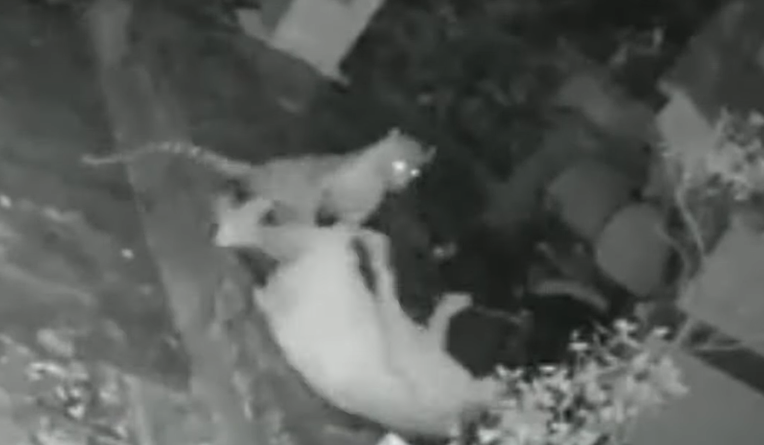 Mulher sofre ataque de onça no quintal de sua casa