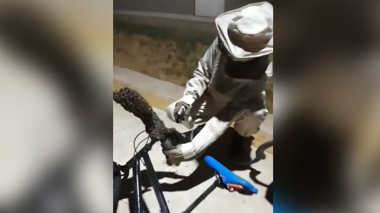 Uma equipe do 7º Batalhão Bombeiro Militar conseguiu realizar a captura das abelhas com auxílio de um aspirador | Imagens: Divulgação/ CBM-GO