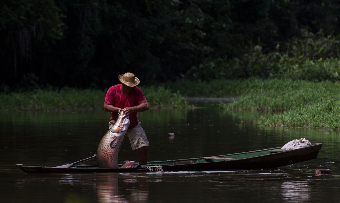 O pescador Edson Gonçalves durante manejo comunitario do pirarucu na Reserva de Desenvolvimento Sustentavel Mamirauá. Novembro de 2013. Foto: Bruno Kelly.