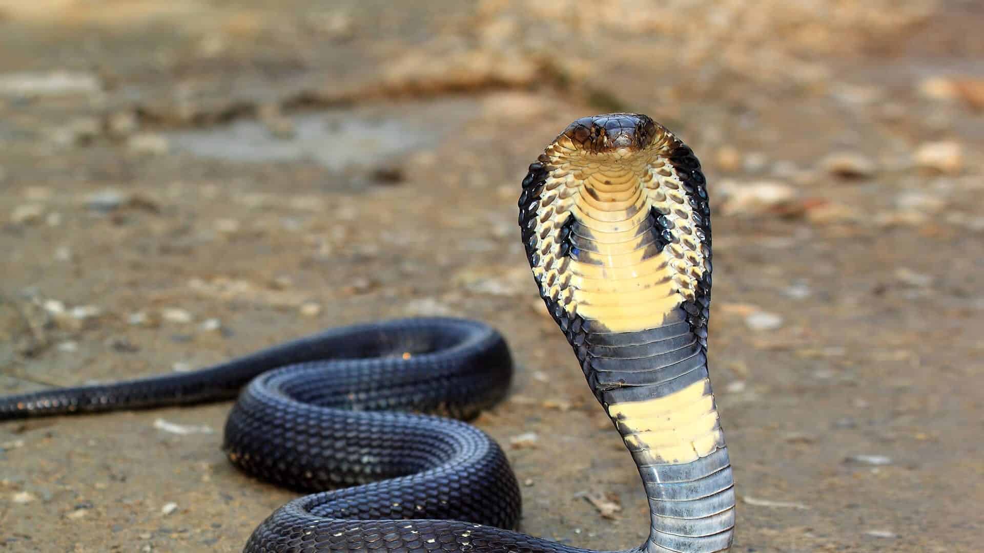 Autópsia confirmou picada de cobra, mas família ficou desconfiada e registrou queixa na polícia | Foto: Reprodução