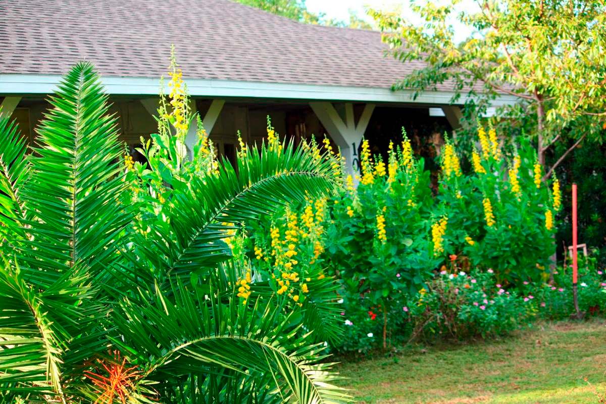 Experiências aponta que as plantas citronela e crotalária repelem os mosquitos, borrachudos, traças e formigas | Foto: reprodução