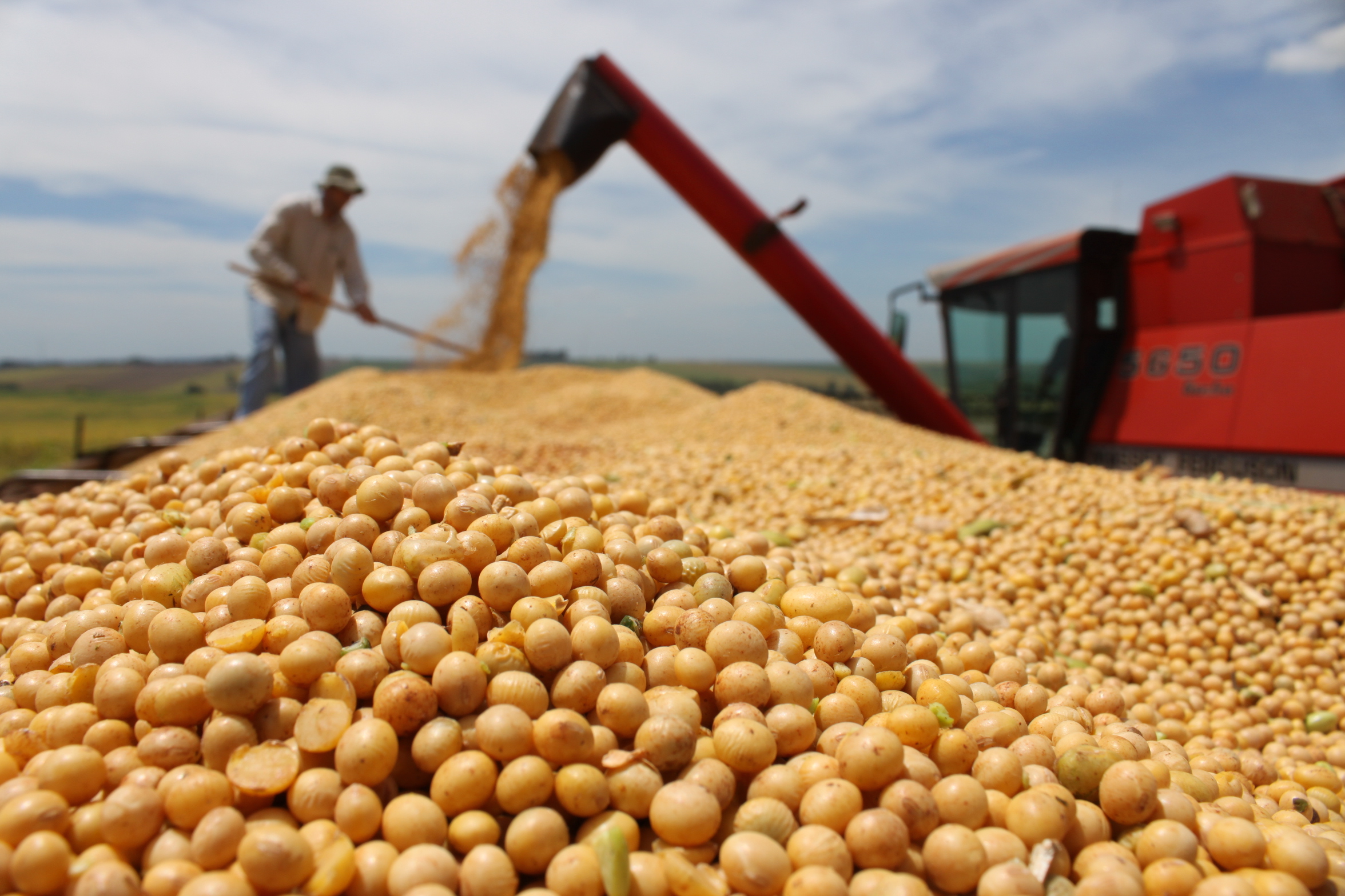 A soja, principal produto do agronegócio goiano, tem previsão de crescimento de 2,9% na produção | Foto: Reprodução