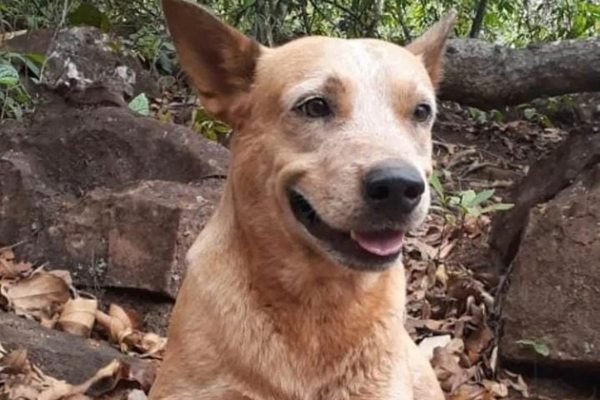 cachorro morto ipora
