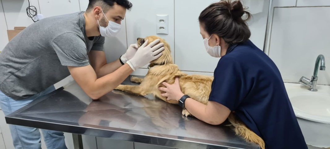 O tutor, um idoso de 65 anos, confirmou a agressão e disse que bateu no cachorro com um cabo de rodo porque ele estava “fazendo bagunça”. | Foto: Reprodução/Internet