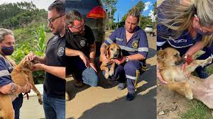 Três cães violentados foram encontrados com o suspeito. | Foto: Reprodução