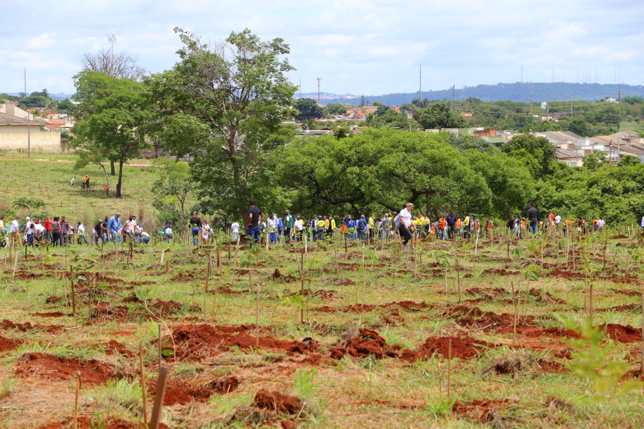 A meta é que Goiânia se torne a cidade mais arborizada do mundo, com um milhão de mudas plantadas | Foto: Reprodução