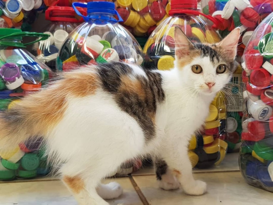 Evento realizado pelo Projeto Tampatas em parceria com a Viva!Pet no próximo sábado (18) contará com bazar, lojinha de produtos Tampatas, adoção de animais e doação de mudas de plantas. | Foto: Reprodução