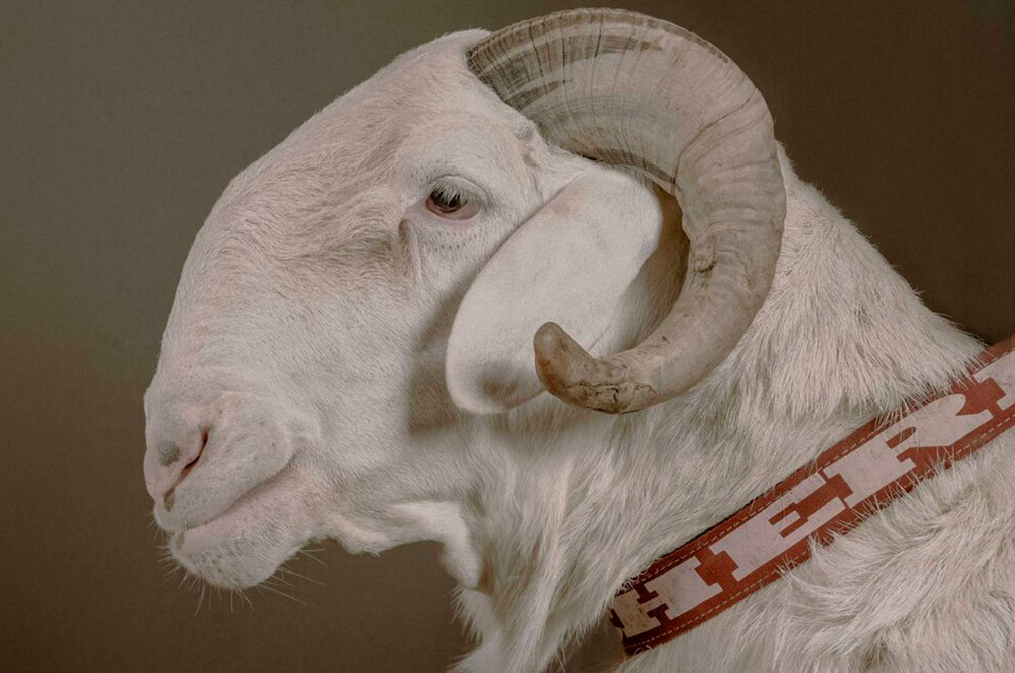 Conheça 5 fatos sobre um dos animais mais caros do mundo | Foto: Reprodução