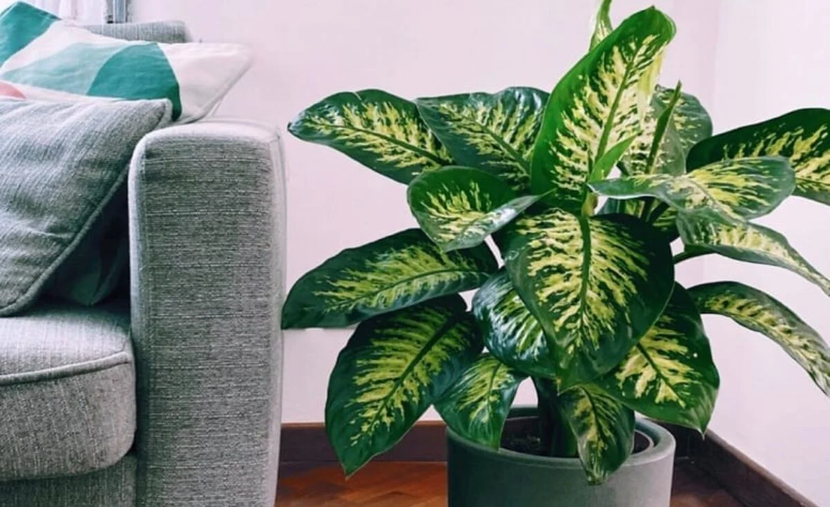 Em menos de três meses Goiás registrou 98 casos de intoxicação por espécies como a “comigo-ninguém-pode” | Foto: Sara Grendele