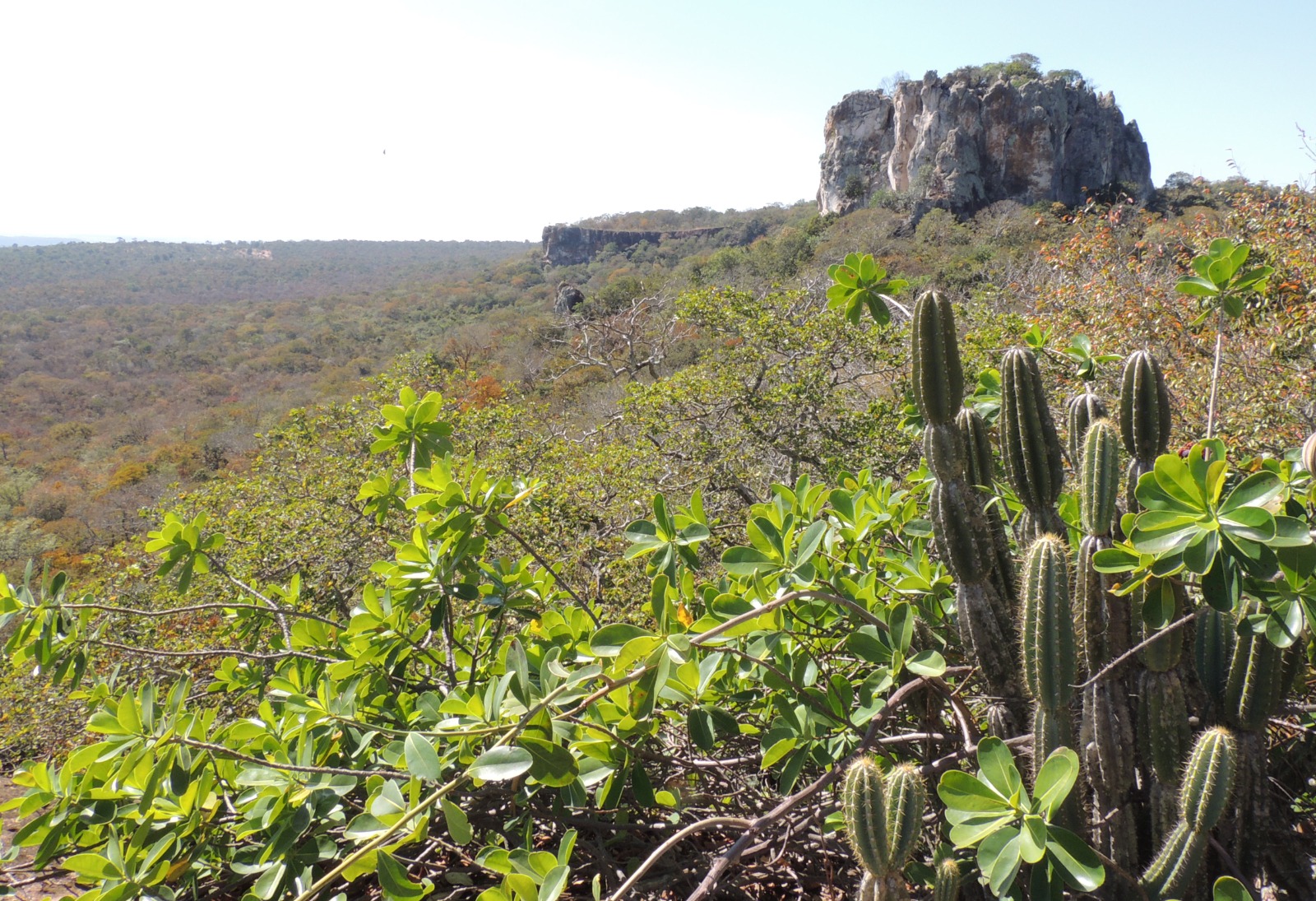 Segundo especialistas, a degradação do bioma reflete no desenvolvimento da economia do estado | Foto: Luísa Carvalheiro