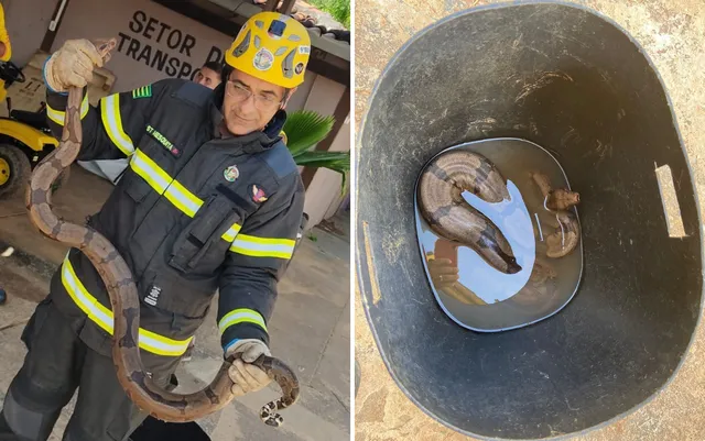 Cobra é resgatada dentro de clube, em Caldas Novas | Foto: Divulgação/ Corpo de Bombeiros