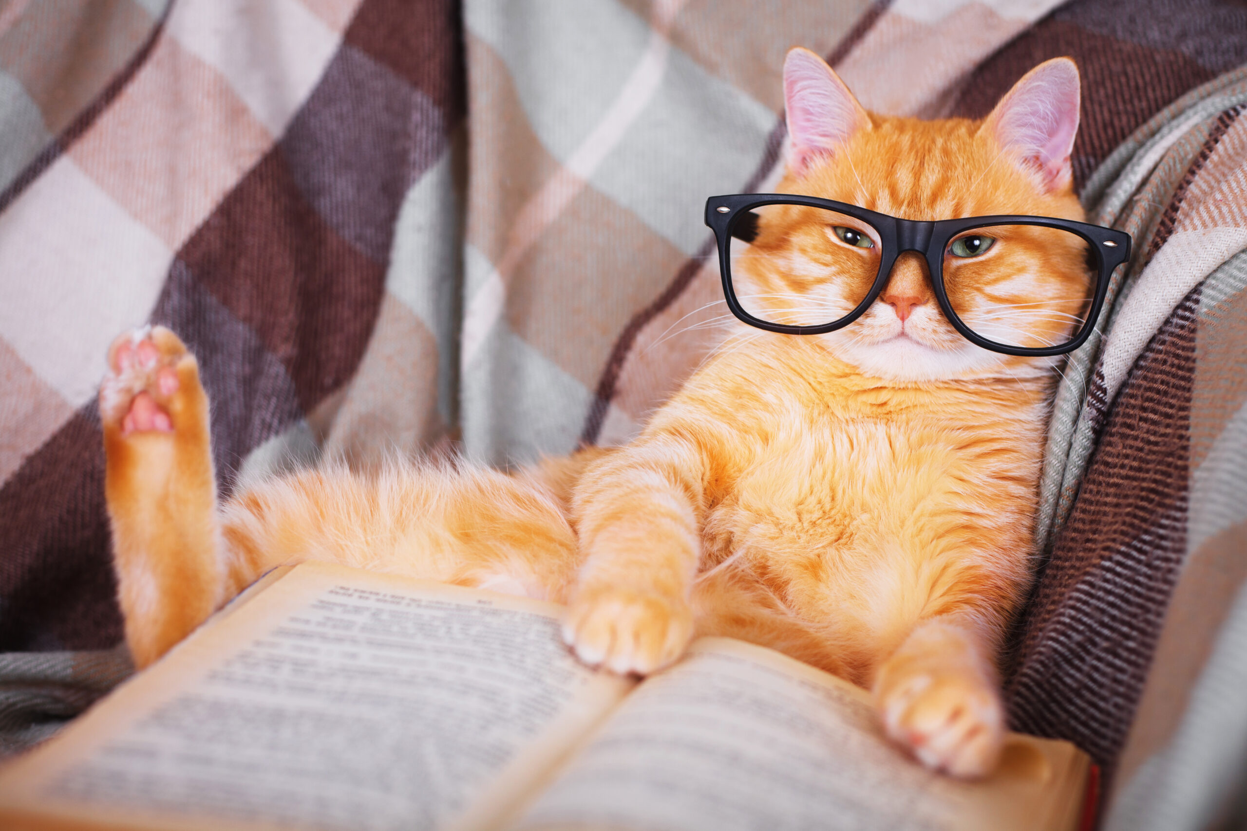 Cute red cat in glasses lying on sofa with book