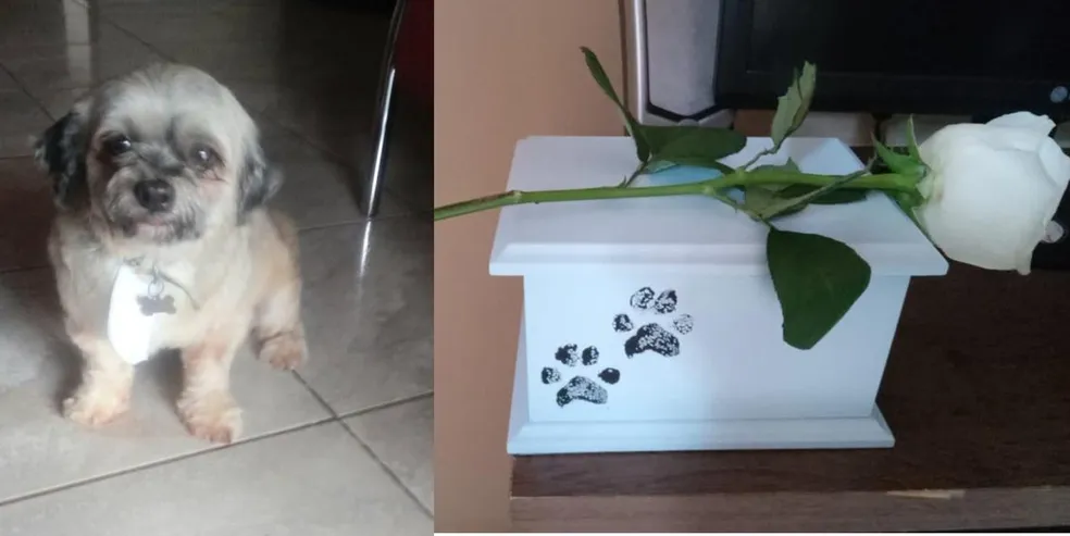 Tutora deixa cão em pet shop para tomar banho e recebe as cinzas do animal: "Disseram que foi acidente"