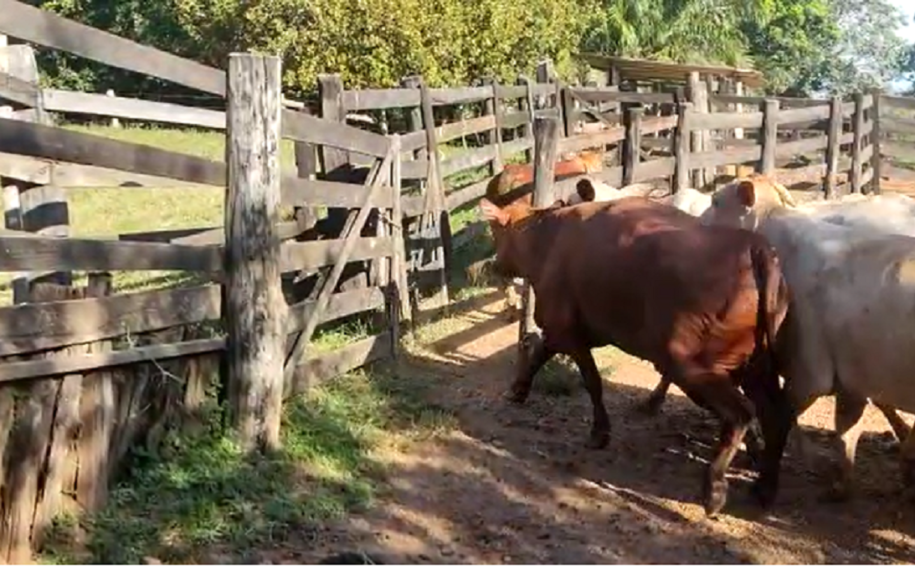 Furto de 24 cabeças ocorreu na última sexta-feira (28) | Foto: Divulgação
