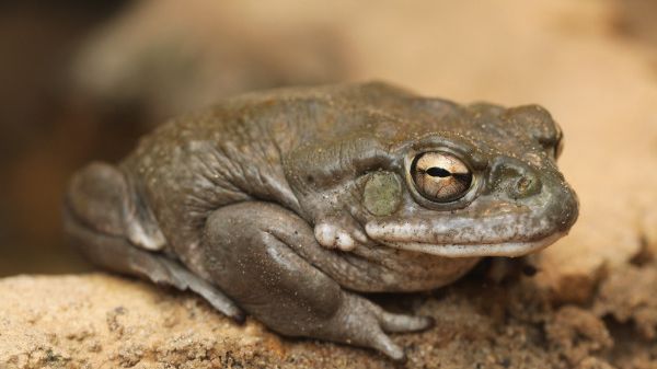 Animais selvagens são traficados para serem usados como droga | Foto: Shutterstock