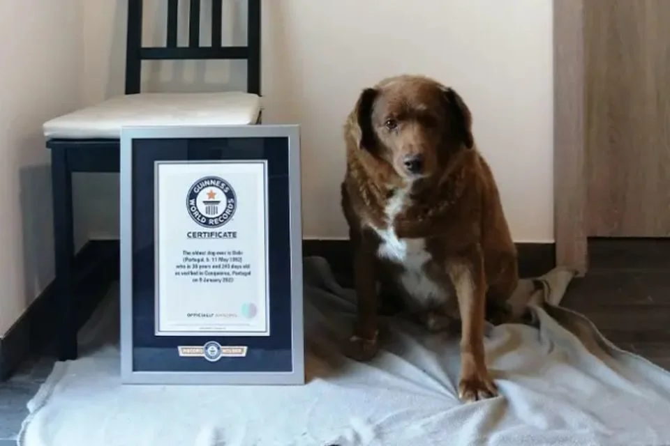 Bobi: o cachorro mais velho do mundo completou 31 anos |  Foto: Reprodução/Guinnes World Records