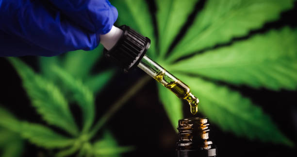 Scientist with gloves researching and examining CBD hemp oil in pipette. Concept of herbal alternative medicine, pharmaceutical industry