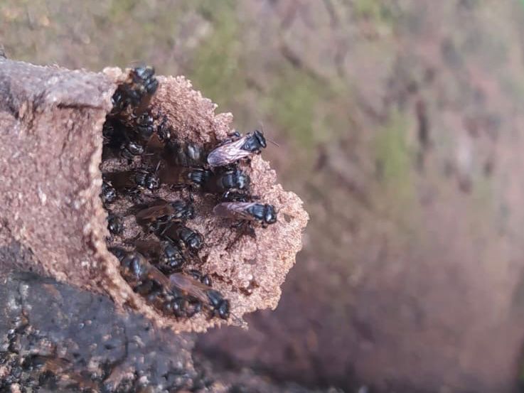 O local do abrigo para abelhas sem ferrão foi escolhido pelo processo de recuperação ambiental de matas ciliares degradadas | Foto: Amma