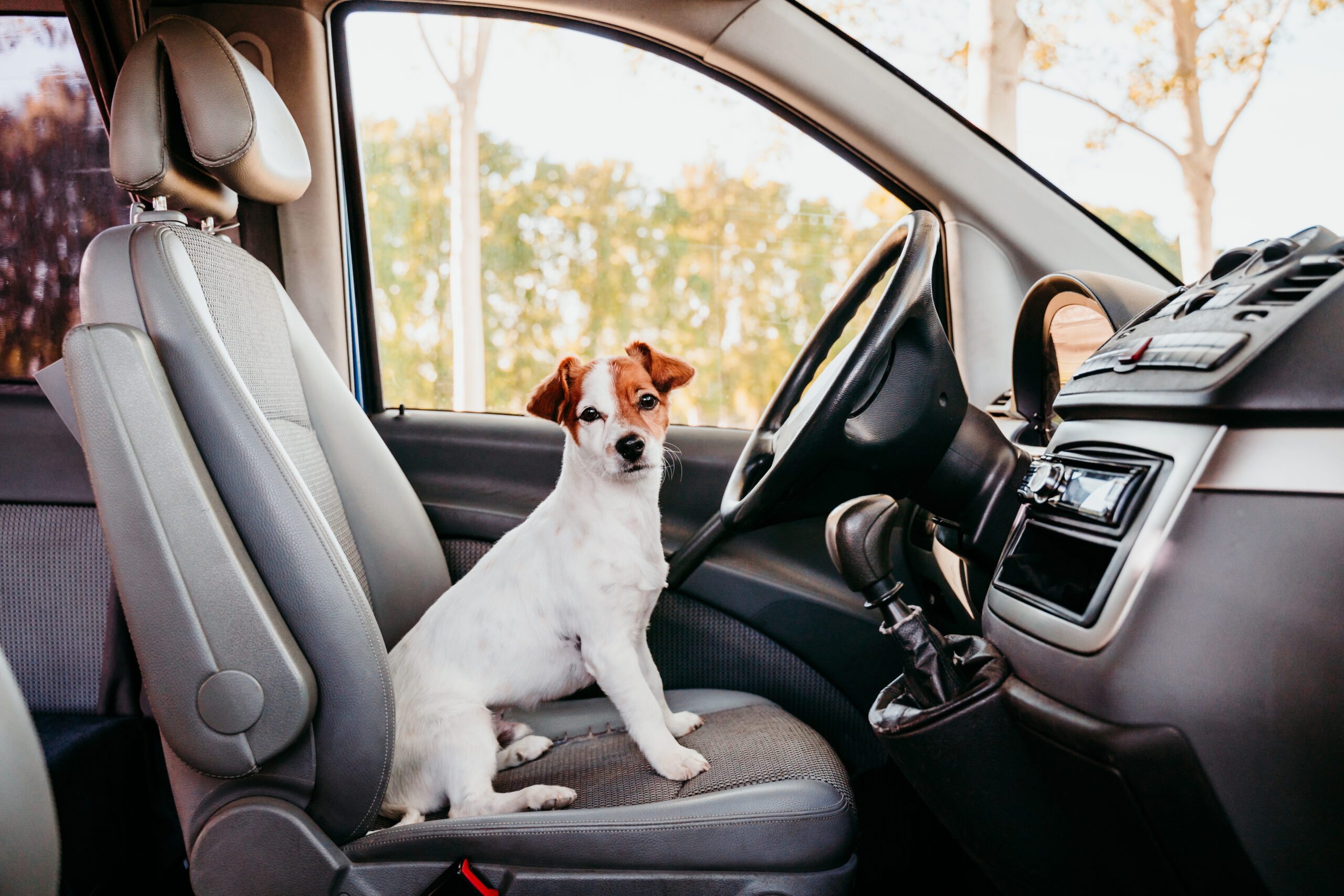 cute jack russell dog sitting in a van. funny dog about to dive. travel concept