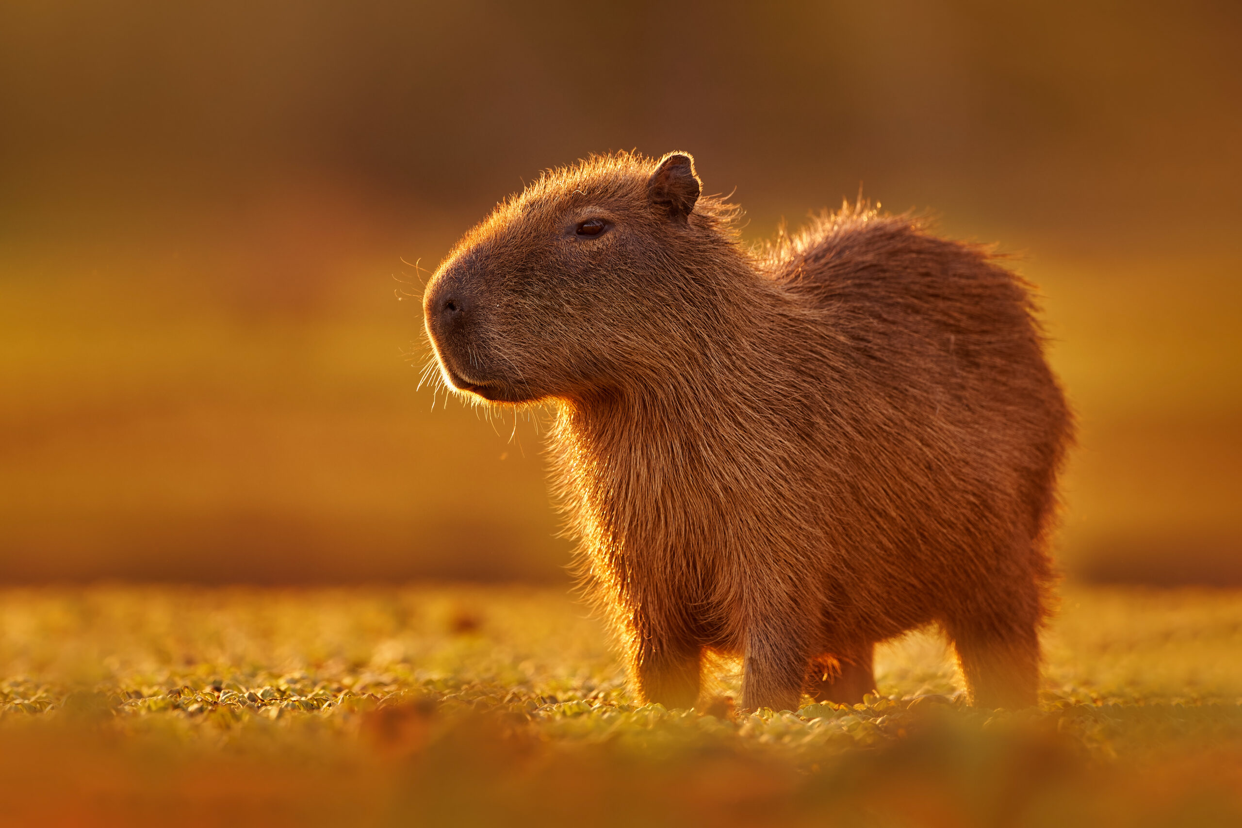 Brazil wildlife. Capybara, Hydrochoerus hydrochaeris, Biggest mouse near the water with evening light during sunset, Pantanal, Brazil. Wildlife scene from nature. Orange evening with cute mammal.