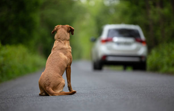 Segundo a SES-GO, estima-se que haja uma população em situação de rua de 1.133.219 cães e 113.890 gatos em Goiás | Foto: Divulgação