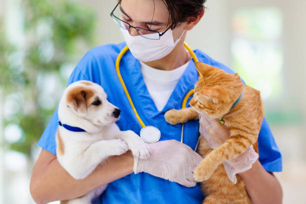 Vet examining dog and cat. Puppy and kitten at veterinarian doctor. Animal clinic. Pet check up and vaccination. Health care for dogs and cats.
