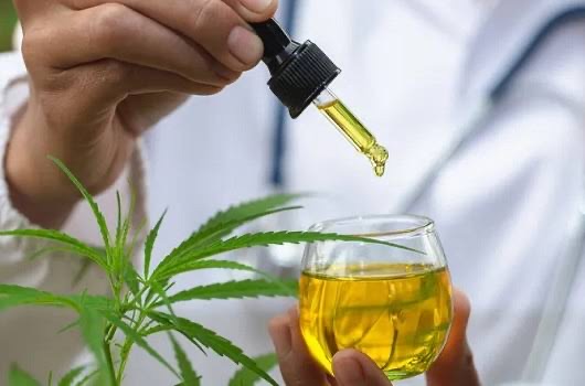 A cannabis é a planta da maconha | Foto: Reprodução/Fiocruz