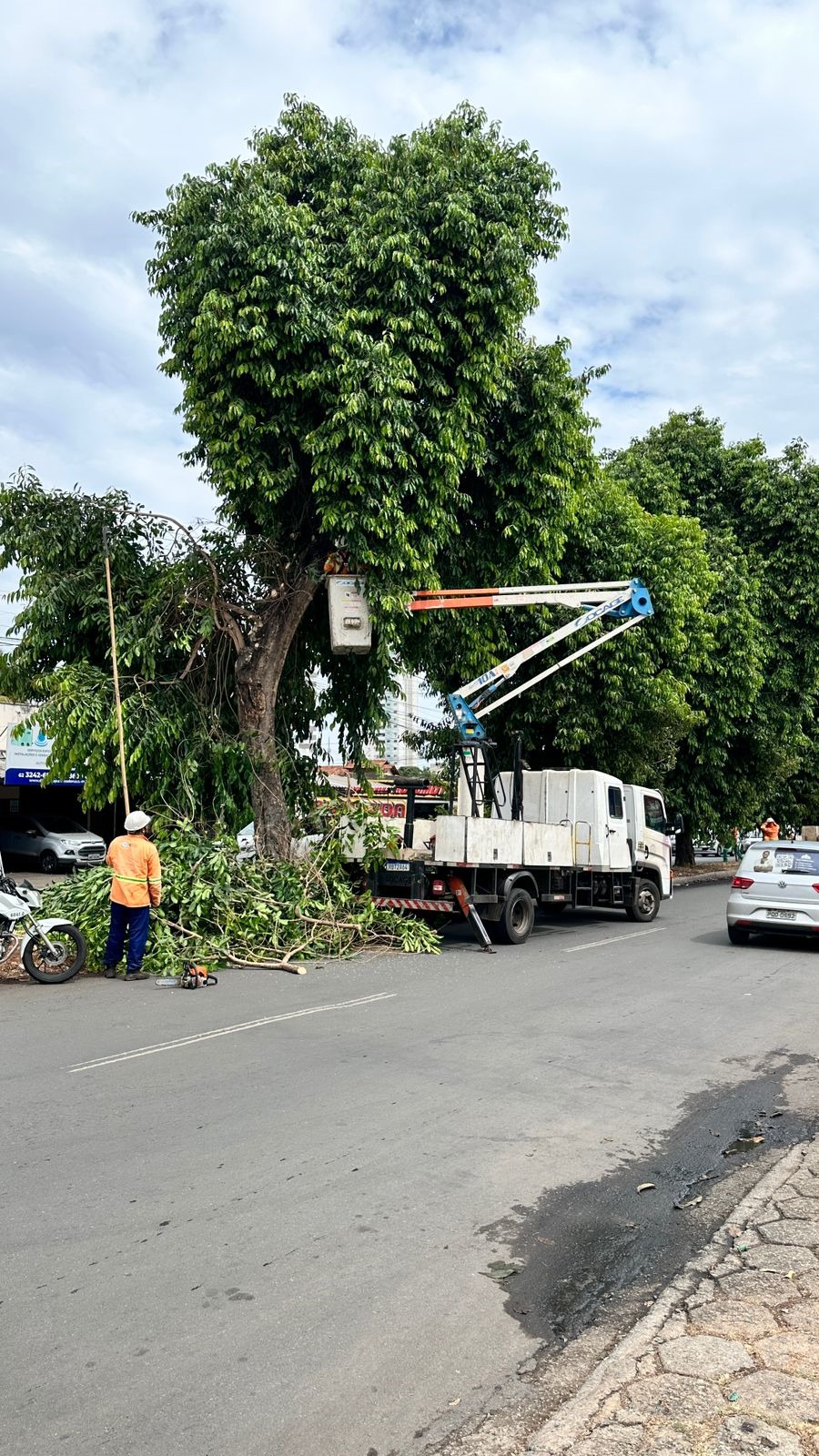 Desde 2021, foram retircados aproximadamente 760 pés | Foto: Secom