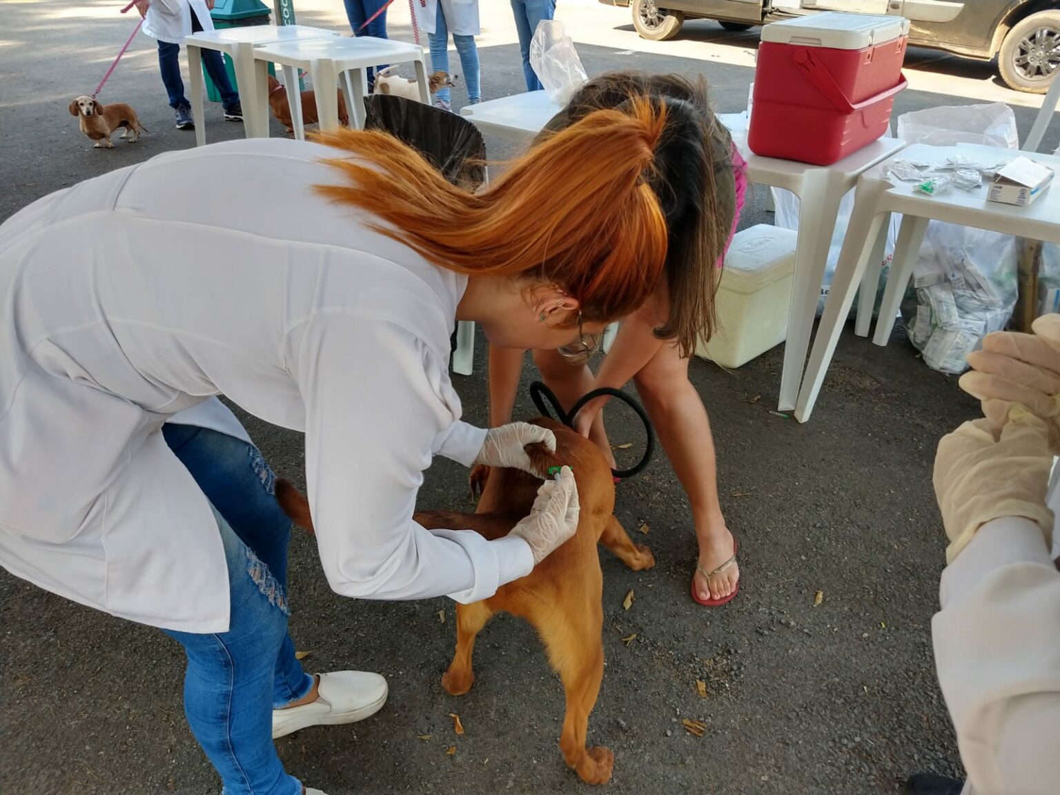 Mais de 405 pontos de vacinação estarão com imunizantes para os animais de estimação. Foto: Divulgação | Secom