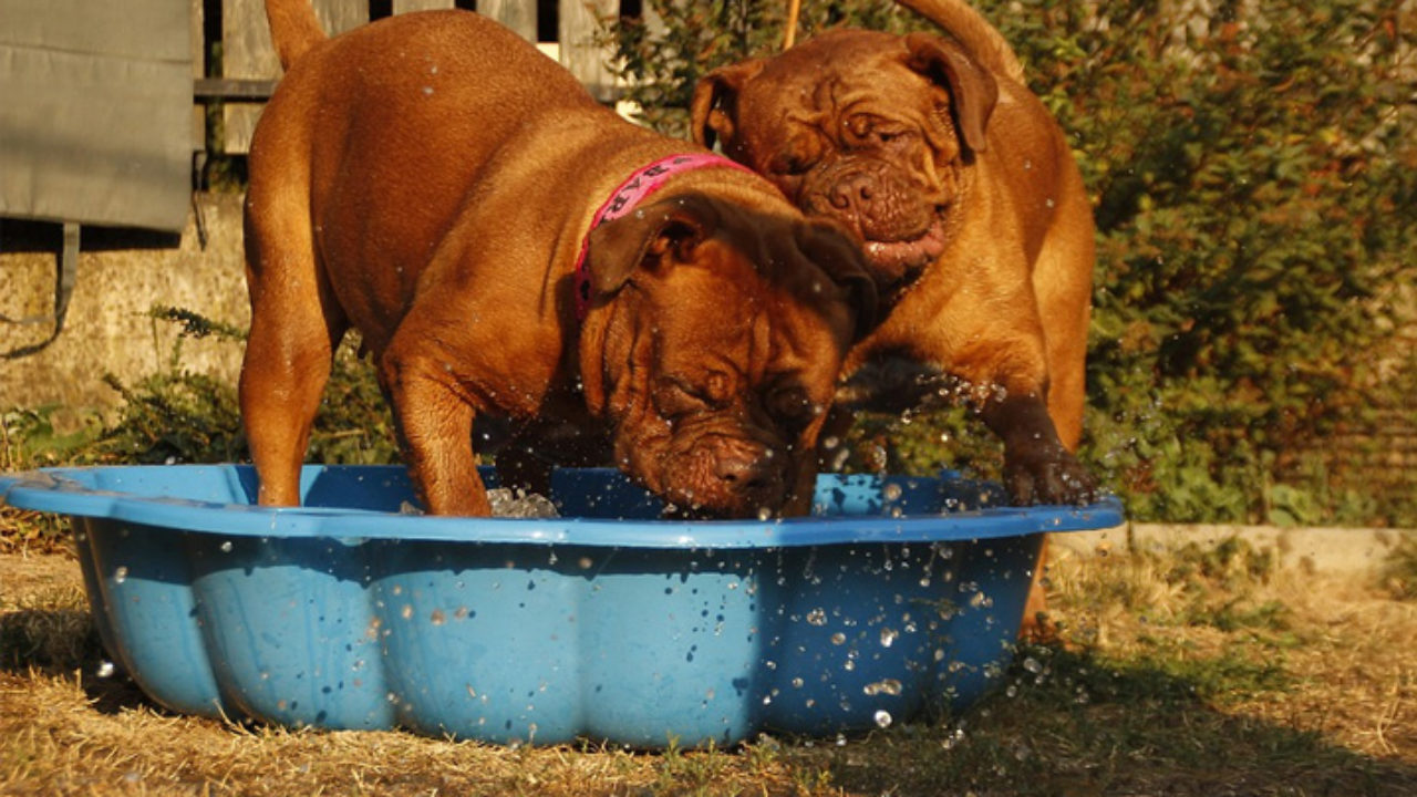 Durante o período quente e seco, muitos animais podem sofrer com problemas respiratórios e estresse térmico | Foto: Divulgação