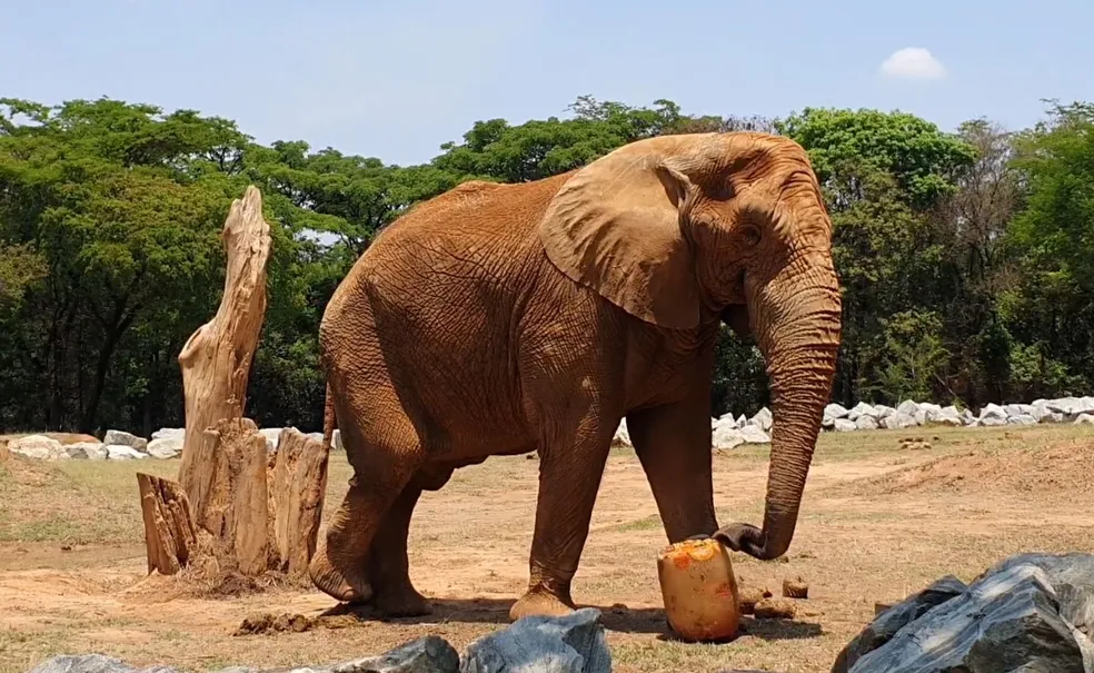 Zoológico de Belo Horizonte prepara 'picolés' de frutas e carne vermelha para os animais | Foto: G1 Minas Gerais / Humberto Mello