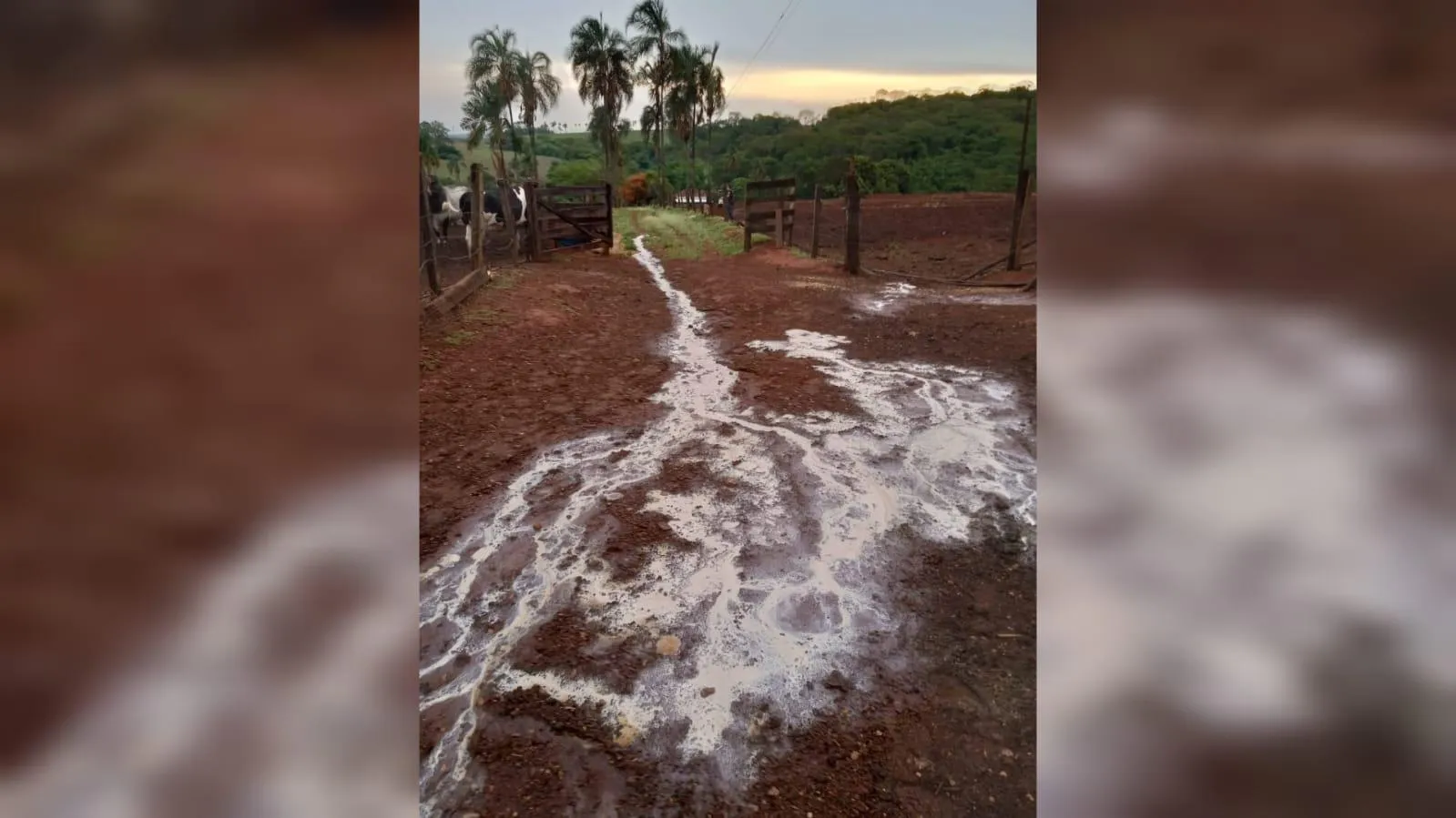 Leite teve que ser descartado por não haver condições de ser consumido | Foto: Reprodução