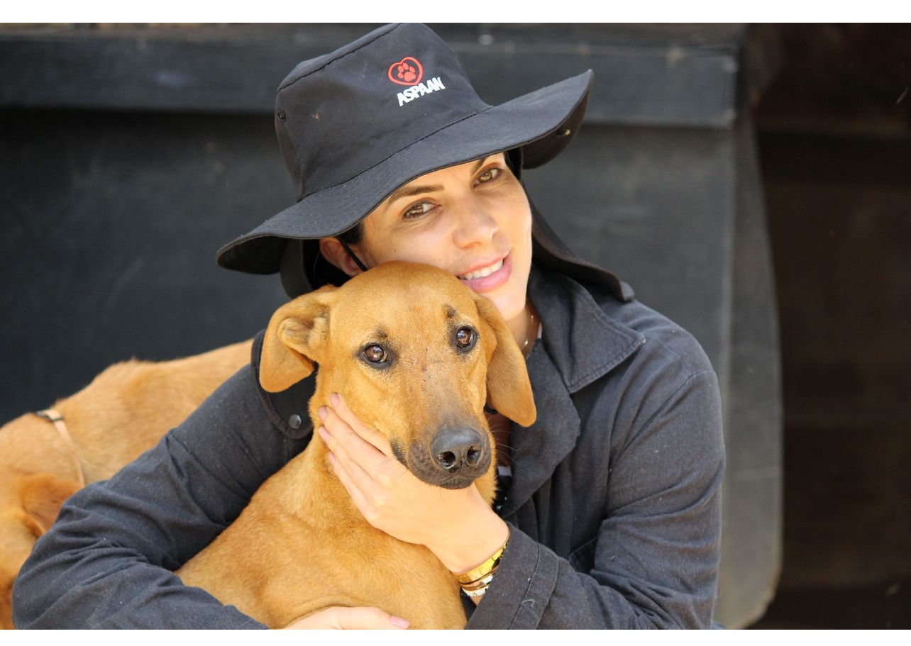 No dia deles especialistas refletem sobre atual Lei de Maus Tratos e novos serviços oferecidos aos pets, como planos de saúde e funerário. | Foto: Divulgação