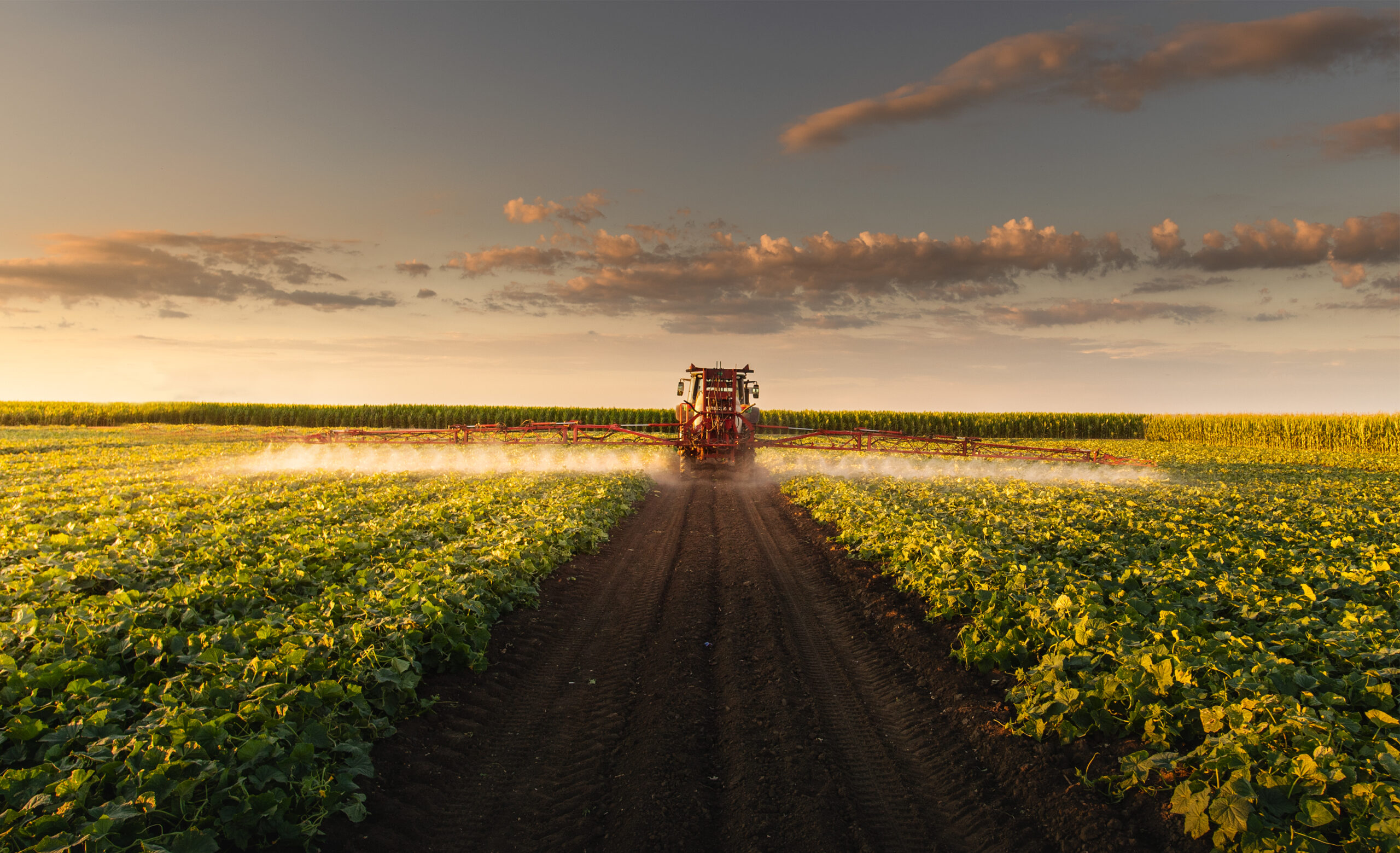 Tractor spraying pesticides on vegetable field  with sprayer at spring