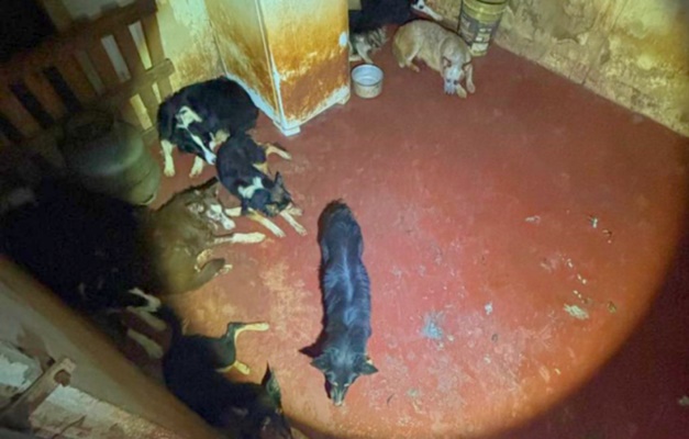 Doze cães foram resgatados de condições de maus-tratos | Foto: PCGO