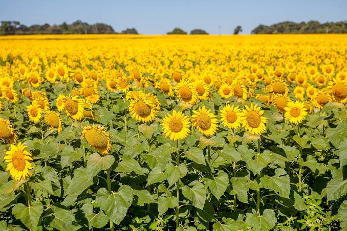 Produção de girassol em Goiás não só beneficia os agricultores locais, mas também contribui para a economia regional | Foto: Fredox Carvalho