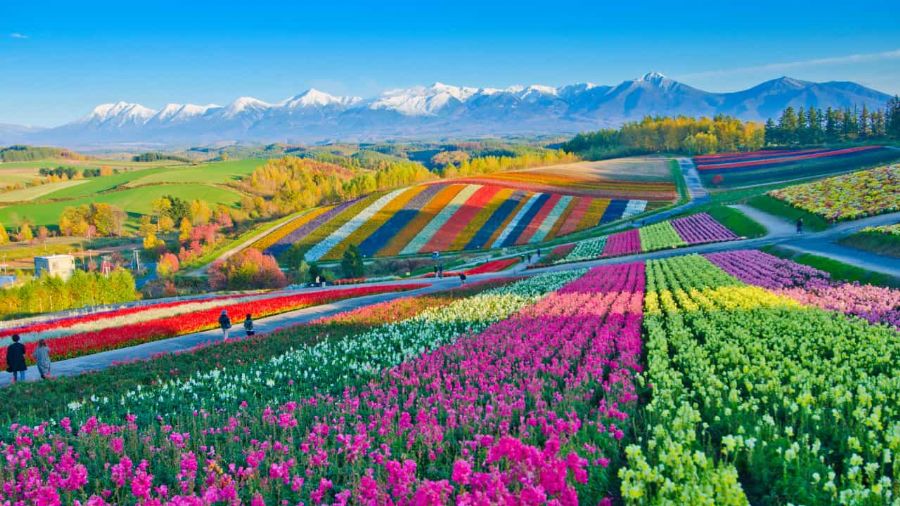 7 destinos no Brasil que vão te fazer sentir na Europa 4 holambra 5