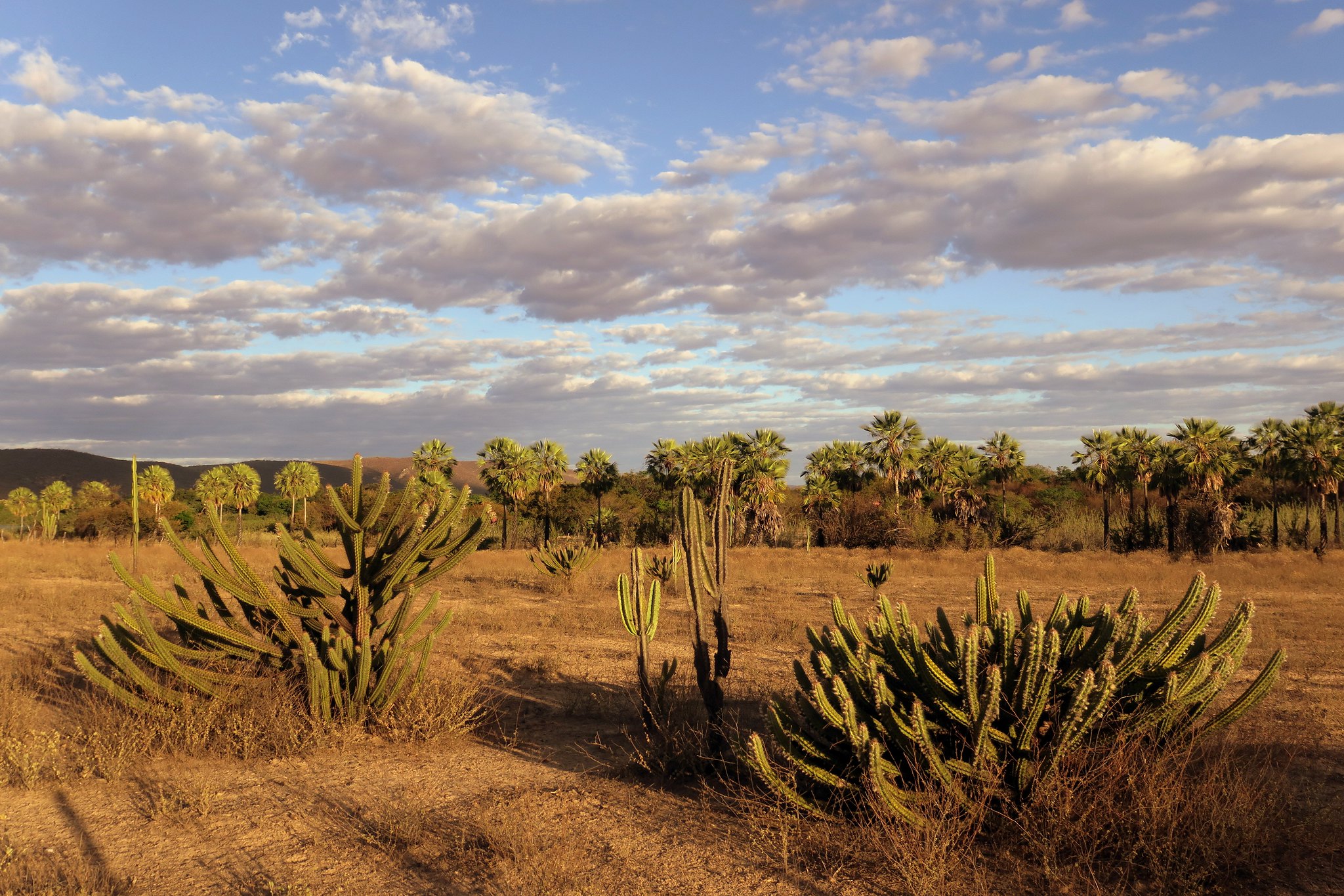 Cerrado ultrapassa Amazônia e se torna bioma mais desmatado do Brasil