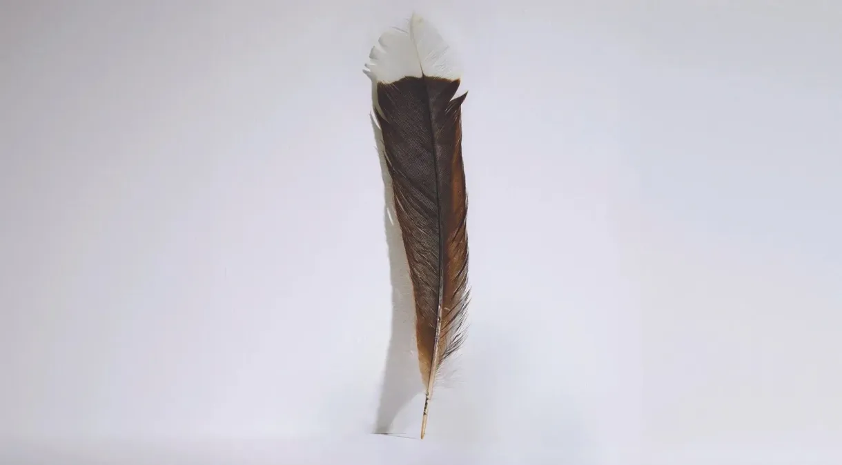 Pena de ave extinta foi leiloada por 14,5 mil reais na Nova Zelândia. Reprodução/Casa de leilões Webb's