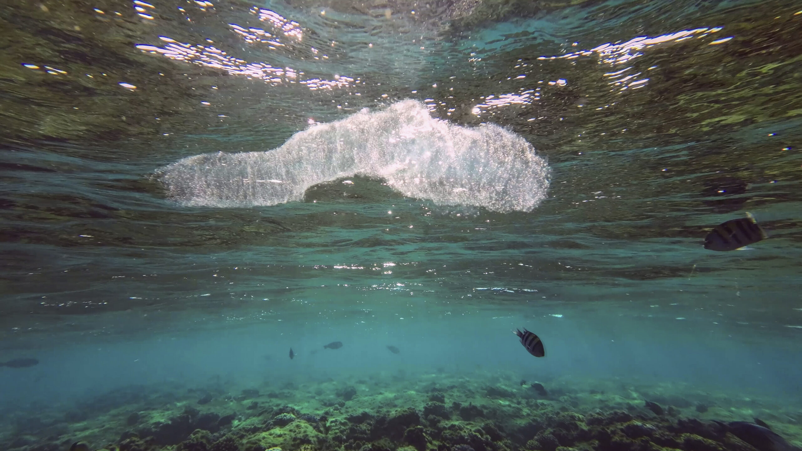 Colonial Pyrosoma Tunicates drifts under surface of blue water in sunlights. Pyrosomes, colony hundreds to thousands individuals called zooids, cloned from one egg and bound together, Red sea, Egypt
