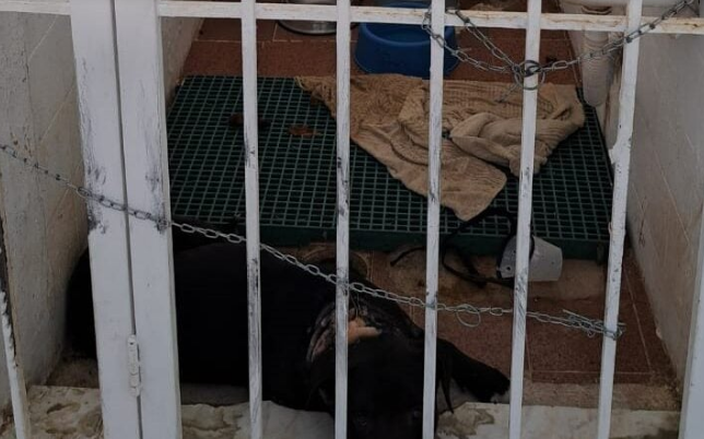 Clínica veterinária é interditada por ter irregularidades