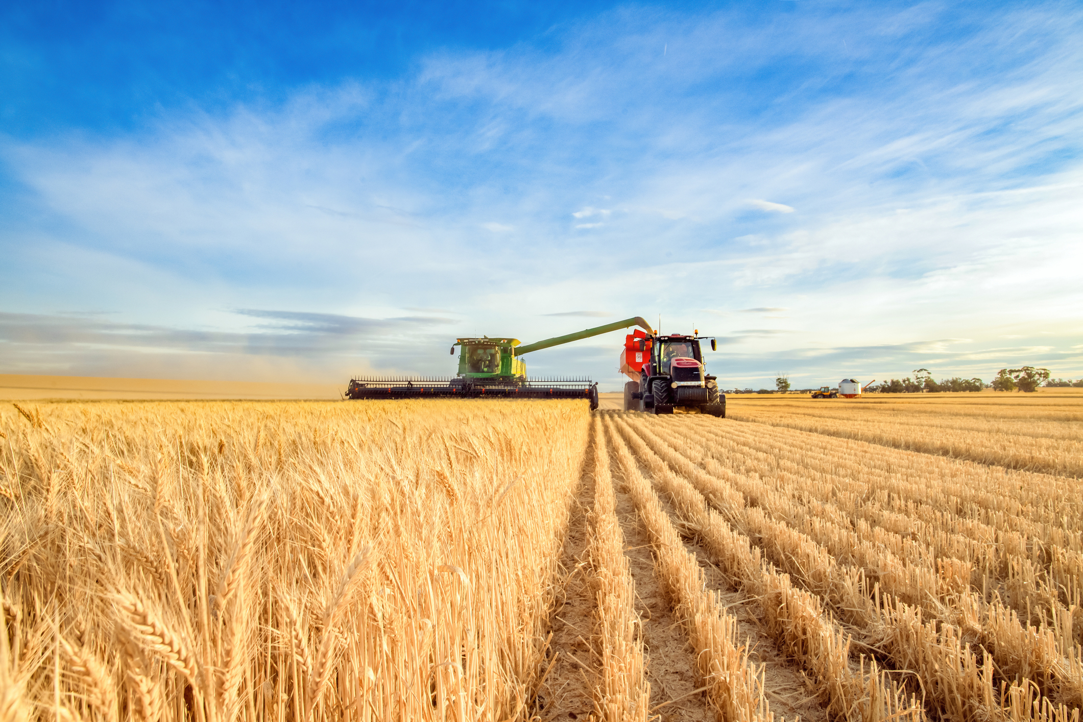 Harvesting machine approaching with the foreground of golden wheat