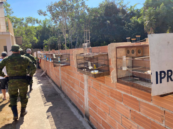 Aves silvestres são resgatadas de cativeiro, em Caldas Novas