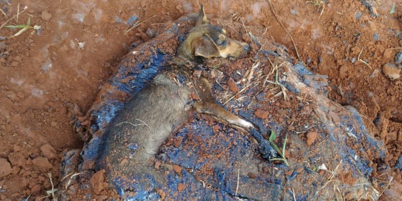 Cachorro é resgatado pelos bombeiros preso a poça de piche (Foto: Divulgação/Copo de Bombeiros) 