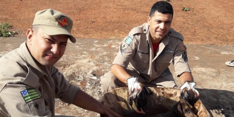 Militares deram um banho no cão que ficou preso a poça de piche (Foto: Divulgação/Corpo de Bombeiros) 