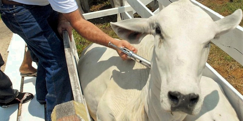 Agrodefesa alerta para vacinação contra aftosa e raiva dos herbívoros (Foto: Divulgação) 